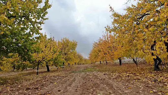 Elazığ'da 'altın yaprakların' sonbahar güzelliği