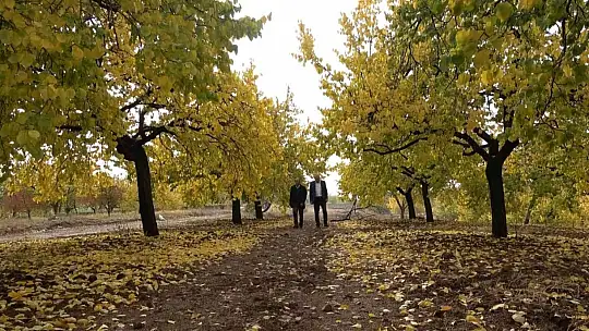 Elazığ'da 'altın yaprakların' sonbahar güzelliği