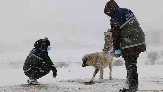 'HAYDİ' polisleri her zamanki gibi sokak hayvanlarını unutmadı