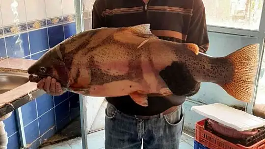 Elazığ'da 10 kiloluk alabalık yakalandı