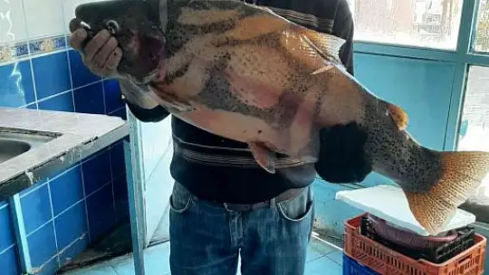 Elazığ'da 10 kiloluk alabalık yakalandı