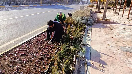 Elazığ'da 107 bin çiçek toprakla buluştu