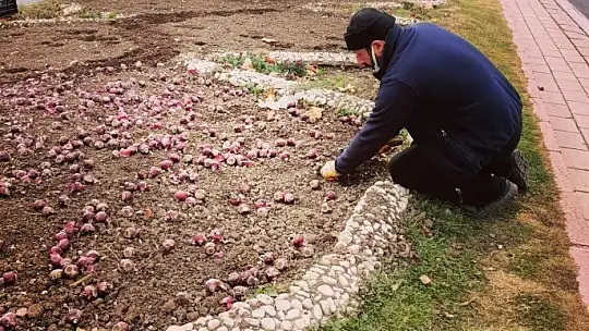 Elazığ'da 107 bin çiçek toprakla buluştu