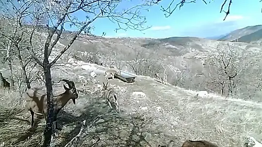 Elazığ'da 11 aylık yaban hayatı fotokapanlara yansıdı