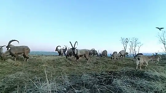 Elazığ'da 11 aylık yaban hayatı fotokapanlara yansıdı