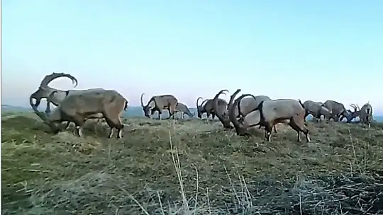 Elazığ'da 11 aylık yaban hayatı fotokapanlara yansıdı