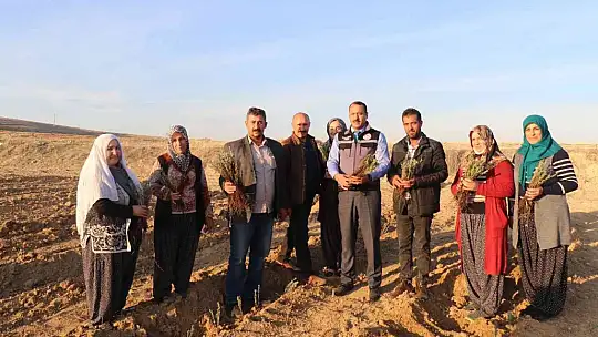 Elazığ'da 24 bin adet lavanta toprakla buluştu