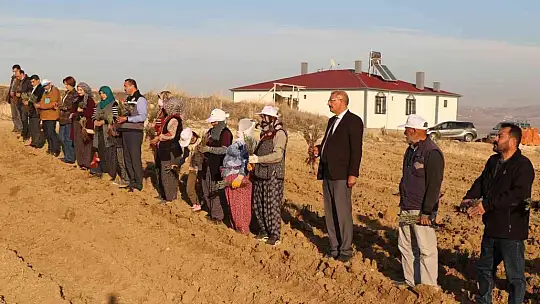 Elazığ'da 24 bin adet lavanta toprakla buluştu