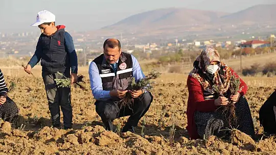 Elazığ'da 24 bin adet lavanta toprakla buluştu