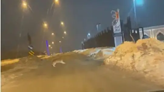 Elazığ'da aç kalan kurt şehir merkezine indi