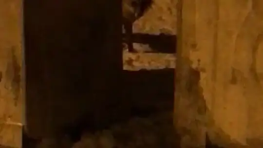 Elazığ'da aç kalan tilki şehre indi sokak sokak gezdi