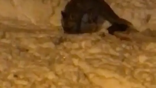 Elazığ'da aç kalan tilki şehre indi sokak sokak gezdi