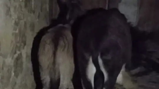 Donmak üzere olan hayvanların yardımına ekipler yetişti