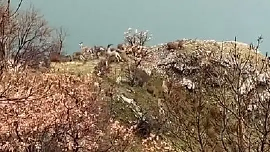 Elazığ'da jandarma, yaban hayatı için doğaya yem bıraktı