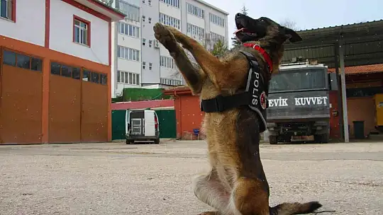 Elazığ'da uyuşturucu tacirlerinin korkulu rüyaları: Alex ve Nina