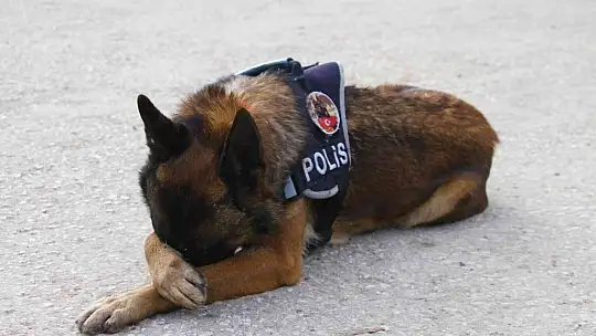 Elazığ'da uyuşturucu tacirlerinin korkulu rüyaları: Alex ve Nina