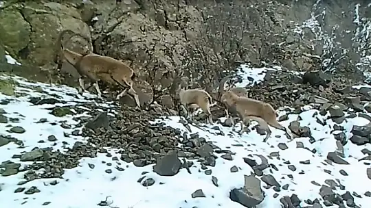 Elazığ'da yaban hayatı ve kaçak avcılar, fotokapanlarla tespit ediliyor