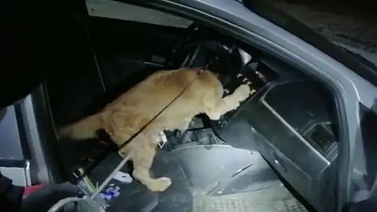 Elazığ'daki uyuşturucu operasyonunda 2 tutuklama