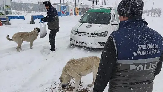 Sokak hayvanlarını polis ekipleri elleriyle besledi
