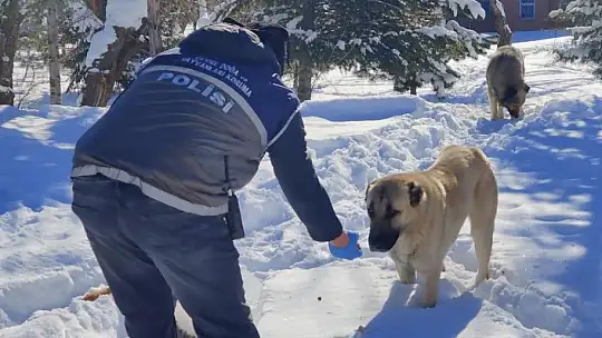 Sokak hayvanlarını polis ekipleri elleriyle besledi