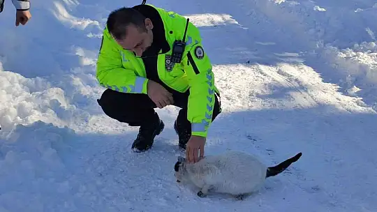 Sokak hayvanlarını polis ekipleri elleriyle besledi