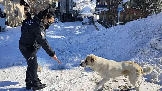 Sokak hayvanlarını polis ekipleri elleriyle besledi