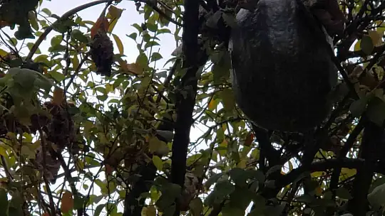 Görenler gözlerine inanamadı, 10 kiloluk kabak ağaçta yetişti