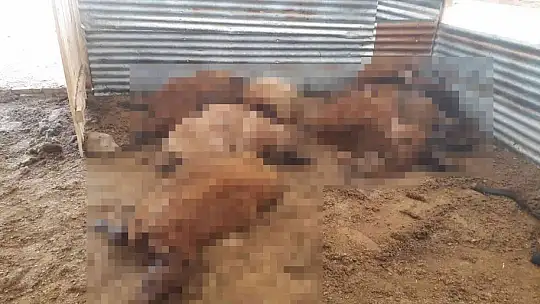 İzdiham yaşanan ağılda 16 koyun telef oldu
