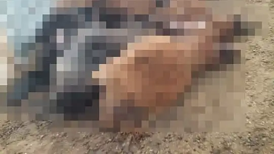 İzdiham yaşanan ağılda 16 koyun telef oldu