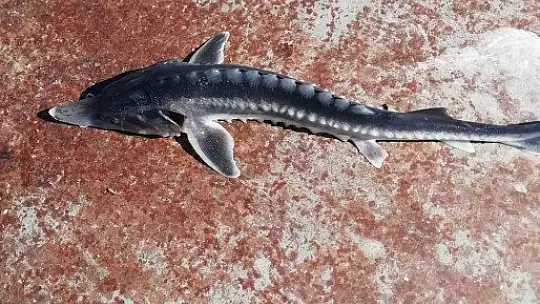 Keban Baraj Gölü'nden çıkan balık şaşkınlığa neden oldu