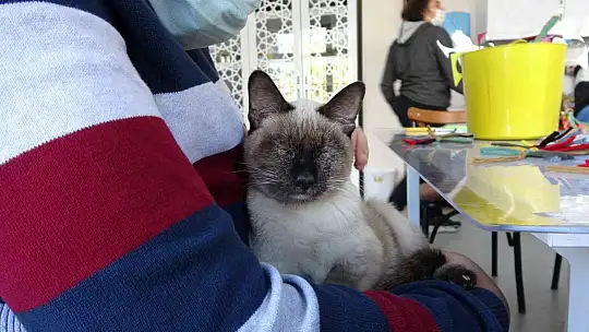 Helva' isimli kedi, öğrencilerin maskotu haline geldi