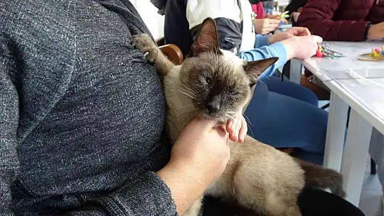 Helva' isimli kedi, öğrencilerin maskotu haline geldi