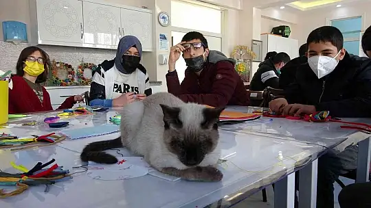 Helva' isimli kedi, öğrencilerin maskotu haline geldi