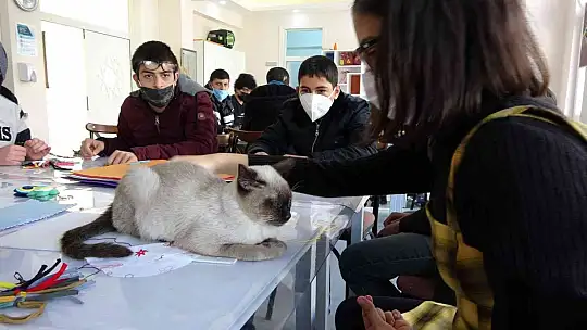 Helva' isimli kedi, öğrencilerin maskotu haline geldi