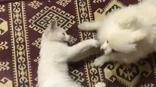 Kedi ve köpeğin dostluğu görenleri şaşırtıyor