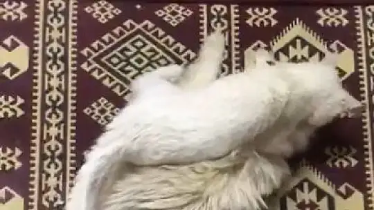 Kedi ve köpeğin dostluğu görenleri şaşırtıyor