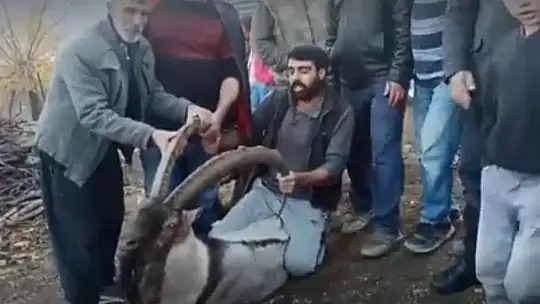 Köye inen dağ keçisi zarar görmesin diye nöbet tuttular