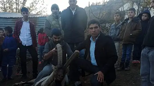 Köye inen dağ keçisi zarar görmesin diye nöbet tuttular