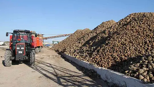 Kuraklık şeker pancarını da vurdu, üretim yüzde 8 azaldı
