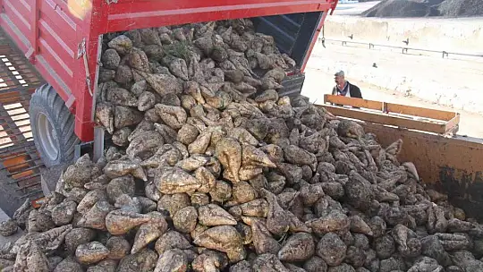 Kuraklık şeker pancarını da vurdu, üretim yüzde 8 azaldı