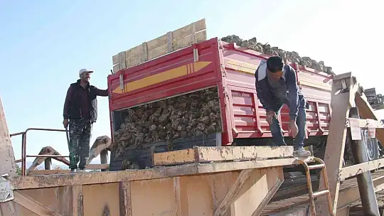 Kuraklık şeker pancarını da vurdu, üretim yüzde 8 azaldı