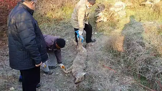 Kurdun saldırısını köpekler önledi