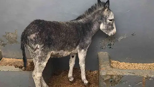 Kurt ve köpek saldırısı sonucu yaralanan sıpa, sağlığına kavuştuğu hayvan hastanesinin maskotu haline geldi