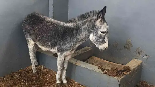 Kurt ve köpek saldırısı sonucu yaralanan sıpa, sağlığına kavuştuğu hayvan hastanesinin maskotu haline geldi