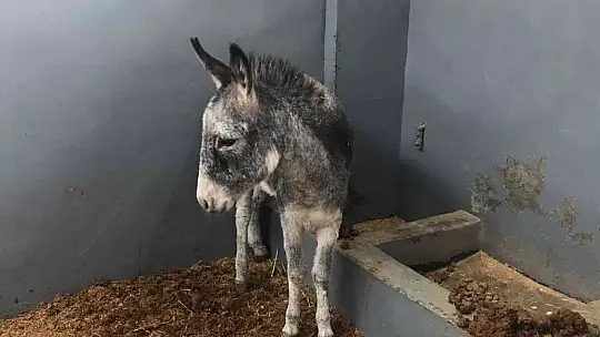 Kurt ve köpek saldırısı sonucu yaralanan sıpa, sağlığına kavuştuğu hayvan hastanesinin maskotu haline geldi