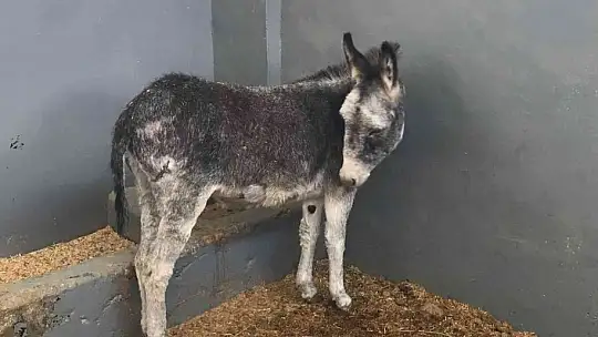 Kurt ve köpek saldırısı sonucu yaralanan sıpa, sağlığına kavuştuğu hayvan hastanesinin maskotu haline geldi