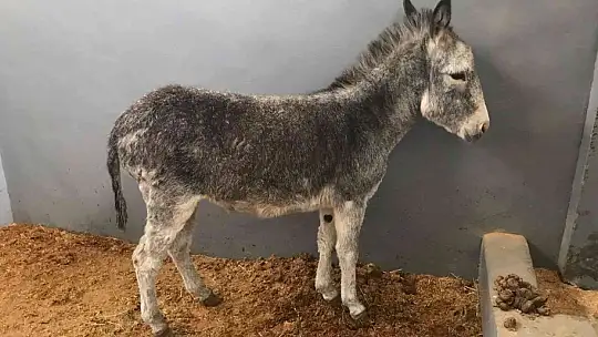 Kurt ve köpek saldırısı sonucu yaralanan sıpa, sağlığına kavuştuğu hayvan hastanesinin maskotu haline geldi