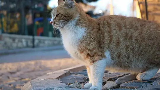 Mevsimler tersine döndü: Batıda kar yağarken Elazığ'da bahar havası yaşanıyor