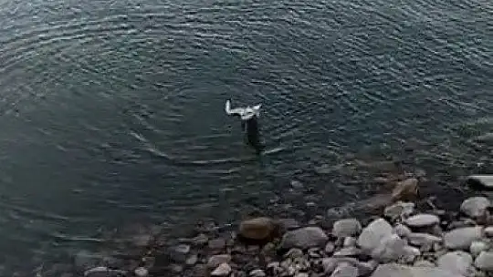 Oltaya balık değil martı takıldı