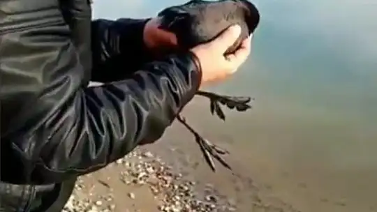 Oltaya balık yerine karabatak takıldı, vatandaş neye uğradığını şaşırdı